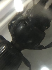 Scarites subterraneus