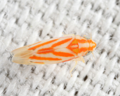 Erythridula infinita