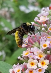 Bombus pensylvanicus