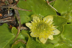 Caltha sagittata