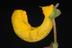 Calceolaria polyrhiza