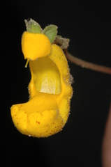 Calceolaria polyrhiza