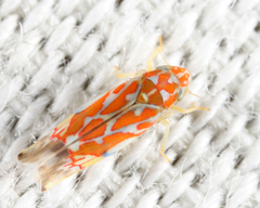 Erythroneura rubra