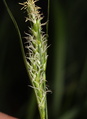 Carex whitneyi