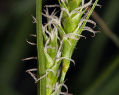 Carex whitneyi