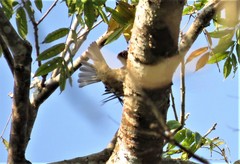 Cotinga nattererii