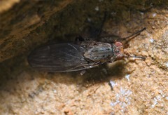 Heleomyzinae