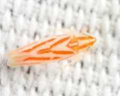 Erythridula infinita