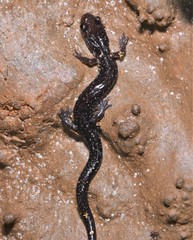 Plethodon dixi