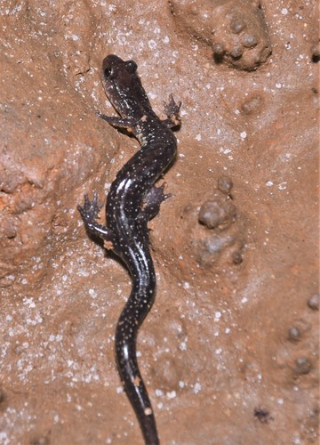Dixie Caverns Salamander