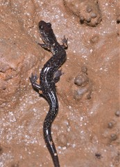 Plethodon dixi