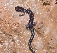 Plethodon dixi