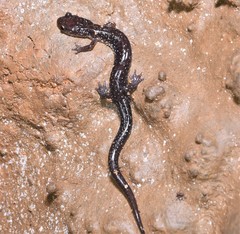 Plethodon dixi
