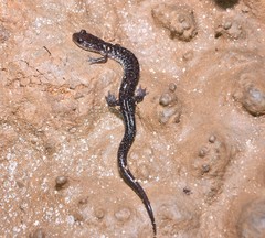 Plethodon dixi