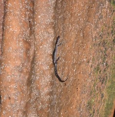Plethodon dixi