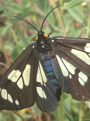 Gnophaela latipennis