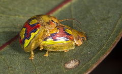 Paropsisterna nobilitata