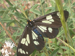 Gnophaela latipennis