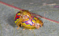 Paropsisterna nobilitata