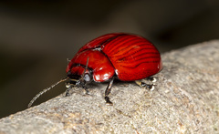 Paropsisterna rufobrunnea
