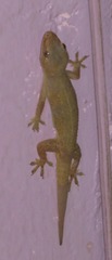 Hemidactylus frenatus