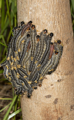 Perga dorsalis