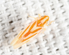 Erythridula infinita