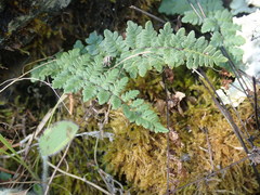 Myriopteris alabamensis image
