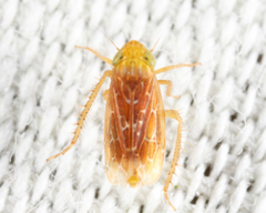 Polyamia apicata