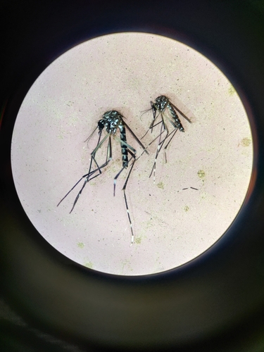 Yellow Fever Mosquito