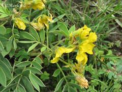 Senna crotalarioides