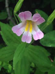 Erythranthe erubescens