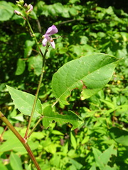 Desmodium cuspidatum