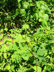 Desmodium cuspidatum