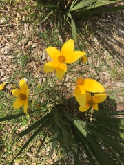 Bidens serrulata