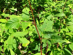 Desmodium cuspidatum