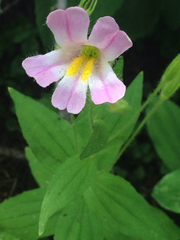 Erythranthe erubescens