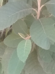Gymnanthemum amygdalinum