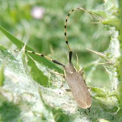 Agapanthia annularis