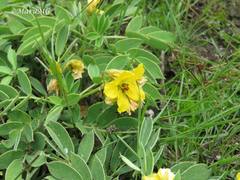 Senna crotalarioides