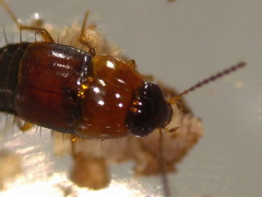 Tachyporus dispar