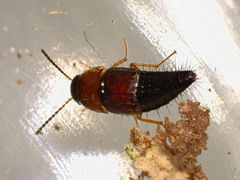 Tachyporus dispar