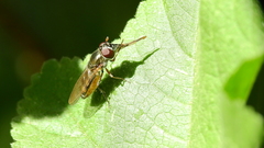 Platycheirus chalconota