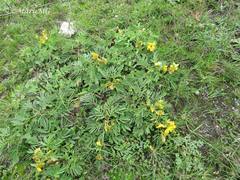 Senna crotalarioides