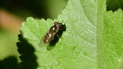 Platycheirus chalconota