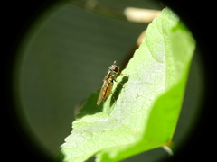 Platycheirus chalconota