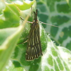 Chrysocrambus dentuellus