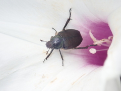 Strigoderma arbicola