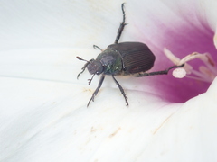Strigoderma arbicola
