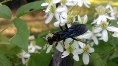 Sphex flavovestitus